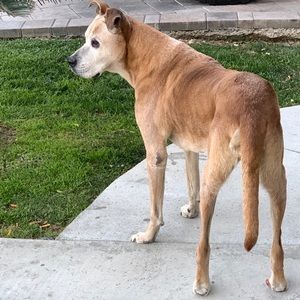 Meet your Posher, Hai